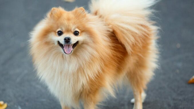 pet
