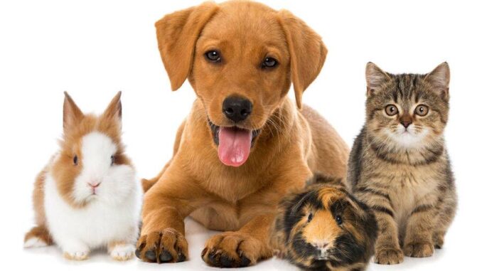 pets